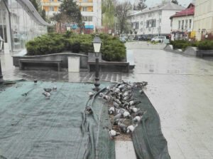 porumbei fără ruşine 