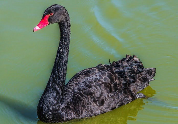 swan-204841_960_720