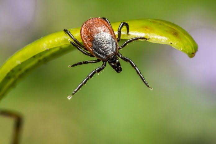 ixodes-ricinus-4858026_1280