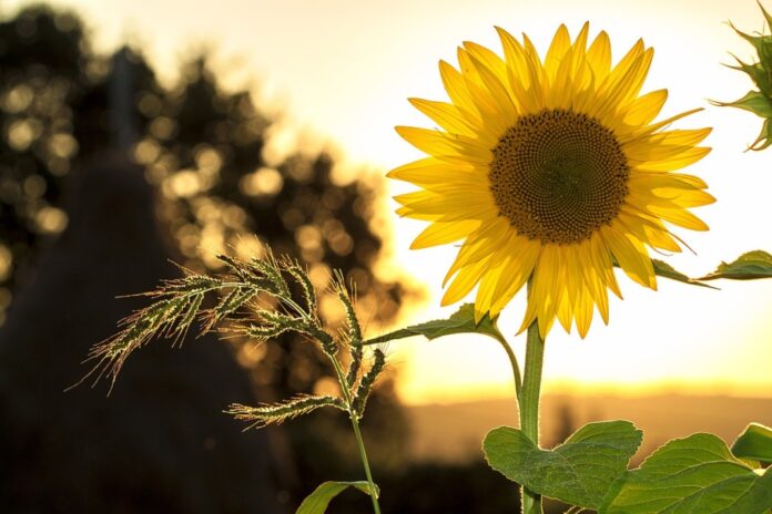 sunflower-g9504362fa_1280