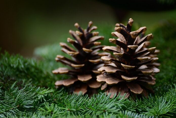 pine-cone-g7759e5242_1280