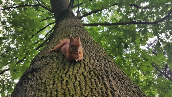 the-squirrel-2680397_1280