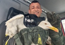 Pelicanul, rața și gîsca