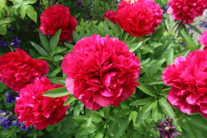 thomas_morrus-peonies-5231271