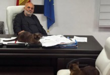 Cele mai mîngîiate pisici